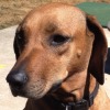 Rescue Dog
